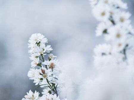 Margaret fram blooming on season for chiangmai holiday traveling to visitの写真素材