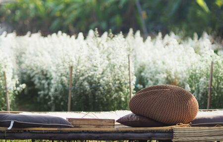 Margaret fram blooming on season for chiangmai holiday traveling to visitの写真素材