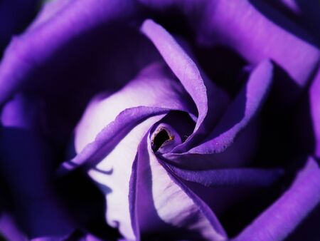 colourfull of flower and lilly garden sweet and macro styleの写真素材