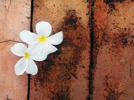 plumeria flower on brick wall and green grass great background relax style