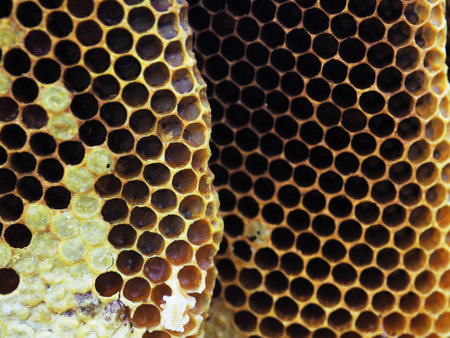 hexagon of honey bee honey nest local product nature real