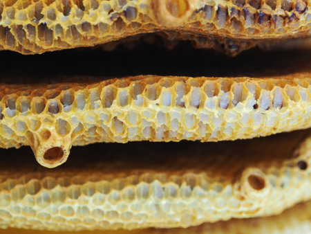 hexagon of honey bee honey nest local product nature realの写真素材