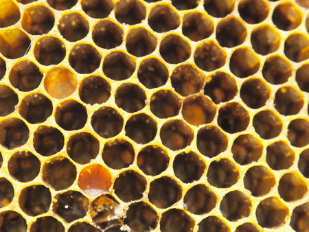 hexagon of honey bee honey nest local product nature real