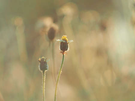 grass filde medow sunset in filde sweet light