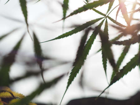 marijuana tree and leafs plantation for medicalの写真素材