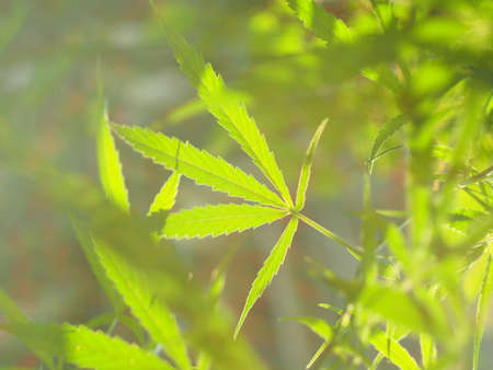 marijuana tree and leafs plantation for medical