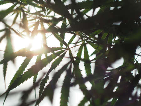 marijuana tree and leafes plantation for medicineの写真素材