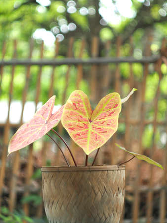 caladium bicolor in great colorful leafs and for decorate gardenの写真素材
