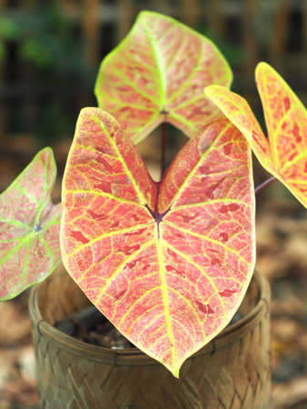 caladium bicolor in great colorful leafs and for decorate gardenの写真素材