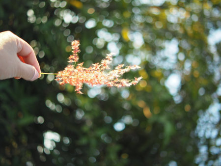 grass with sweet sunset light on sidewalk between holiday summer timeの写真素材