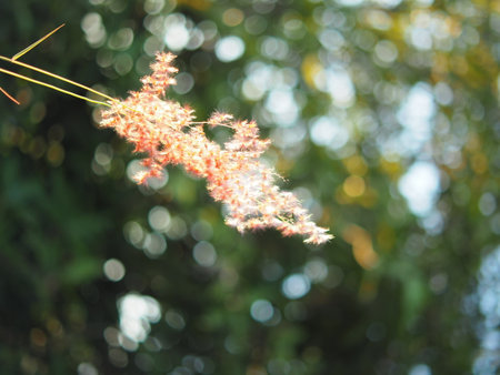 grass with sweet sunset light on sidewalk between holiday summer time