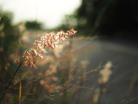 grass field and sunlight sweet background nature bokeh holiday timeの写真素材