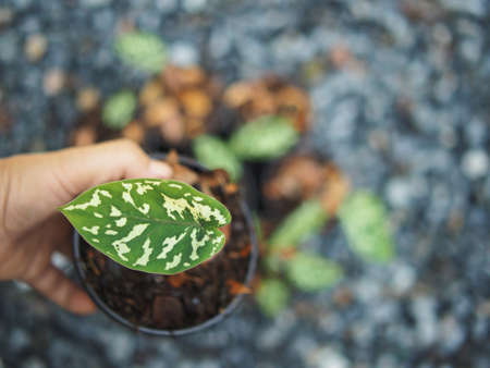 caladium bicolor hilo beauty in small pot verigated white and green plantの写真素材