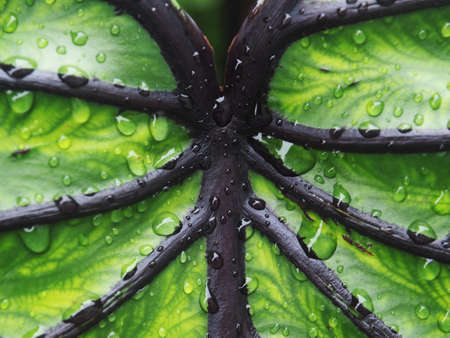 colocasia Pharoah's mask green leafe and black roll line like mask beauty plant