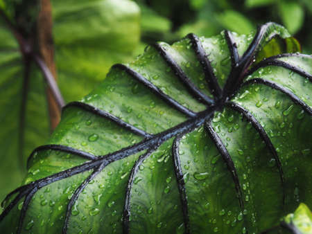 colocasia Pharoah's mask green leafe and black roll line like mask beauty plant