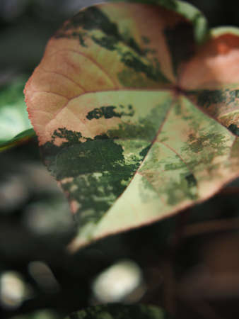 bueaty verigated plants and leafe for decorate home shop or gardenの写真素材