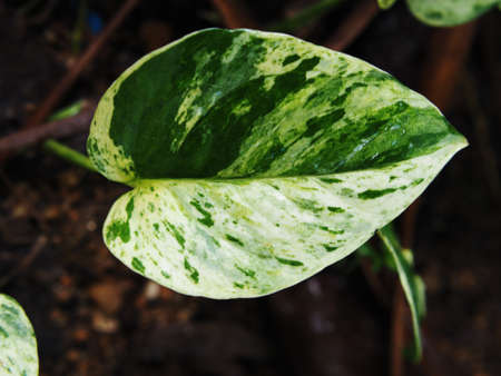 verigated plant decorate for garden and home