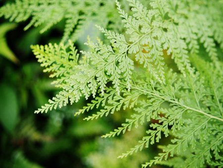 plants leafe and vareigated specail green background