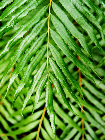 plants leafe and vareigated specail green backgroundの写真素材
