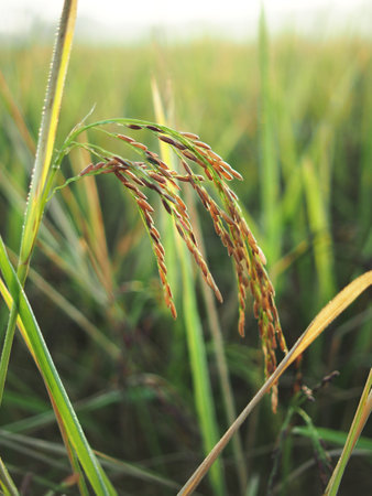 berry rice farm and rice farmming with in sweet sun lightの写真素材