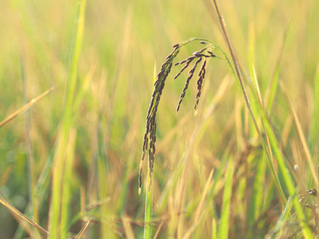 berry rice farm and rice farmming with in sweet sun lightの写真素材