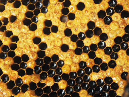 hexagon honey hold house bee and nature hexzagonの写真素材