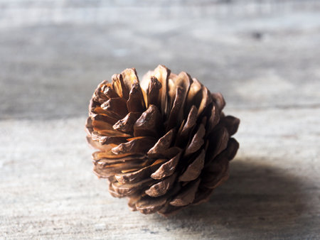 pine cones dry flower decorate in newyears season
