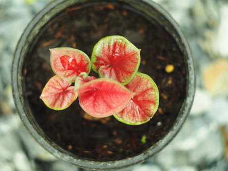 Close up of beautiful Caladium bicolor in pot, stock photoの写真素材