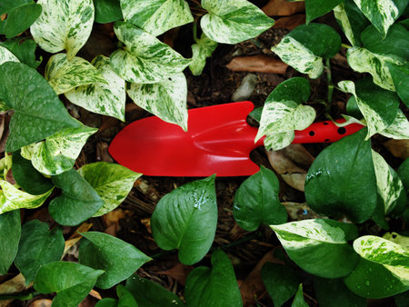 Red Shovel and green leaves in a garden. Gardening concept.