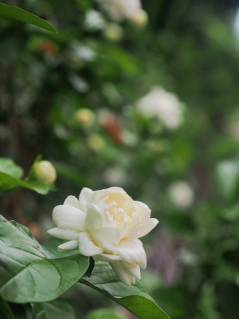 White jasmine flower in the garden with green leaves background.jasmint blooming in garden and good smell white on greenの写真素材