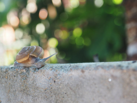Snail crawling on the wall with bokeh nature background.の写真素材