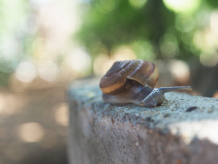 Snail crawling on a stone in the garden, shallow depth of fieldの写真素材