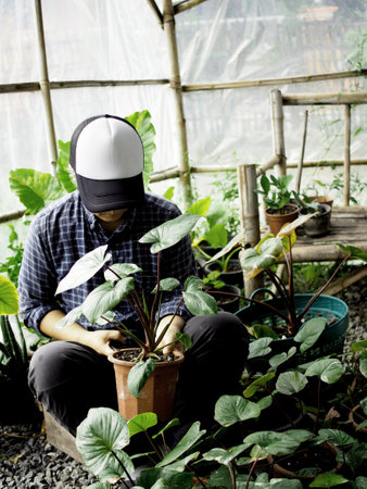 Man working in a greenhouse, planting a plant in a pot.の写真素材