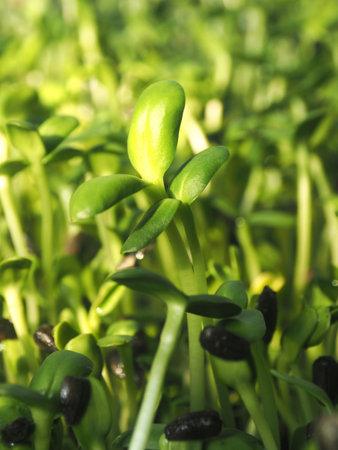 Close-up of sunflower sprouts growing on a bed of green grassの写真素材
