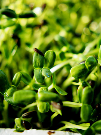Microgreen sprouts of sunflower, close-up. Selective focus.の写真素材