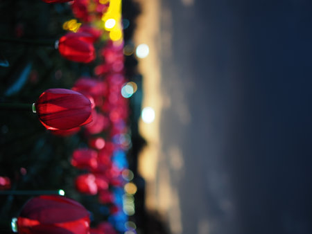 Red tulips on the background of the night city. Selective focus.