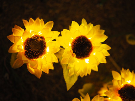 Sunflowers in the garden at night. Selective focus.の写真素材