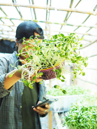 Farmer holding a basket of microgreens in the greenhouse.の写真素材