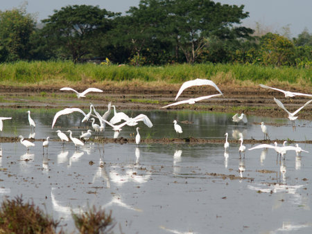 A flock of white egrets flying over the paddy fields.の写真素材