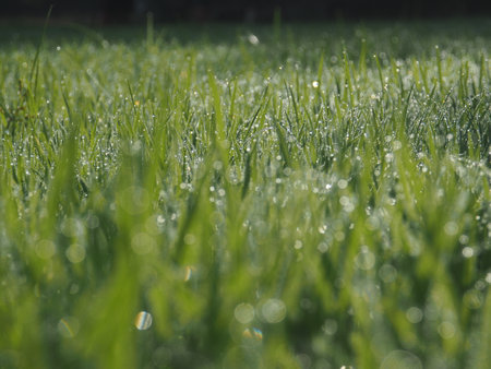 Morning dew on the green grass. Shallow depth of field.の写真素材