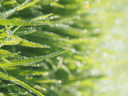Fresh green grass with dew drops close up. Nature background.
