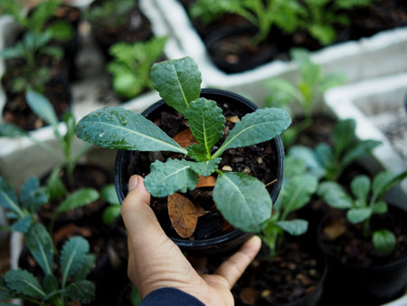 Cucumber seedlings in a pot in the hands of a woman