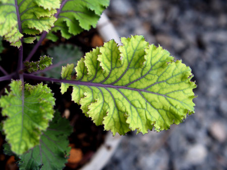 Close up of a green leaf in a pot on the ground.の写真素材