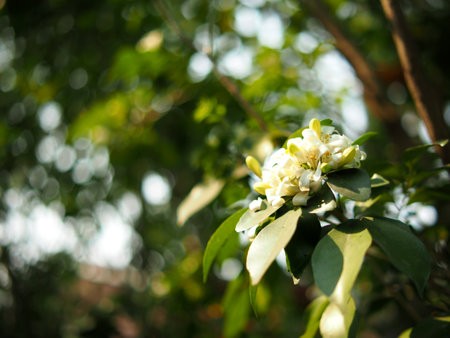 Coffee tree with white flowers and green leaves in the gardenの写真素材