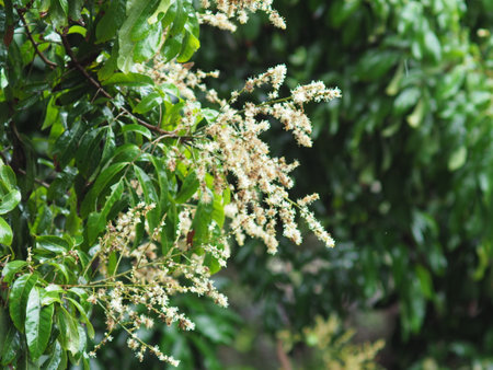 Mango flowers blooming in the garden. Selective focus. longan flower blooming on tree ready for transection to fruitの写真素材