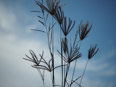 Flower of grass against the blue sky. Shallow depth of fieldの写真素材