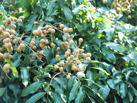Longan fruit on the tree in the garden, closeup of photoの写真素材