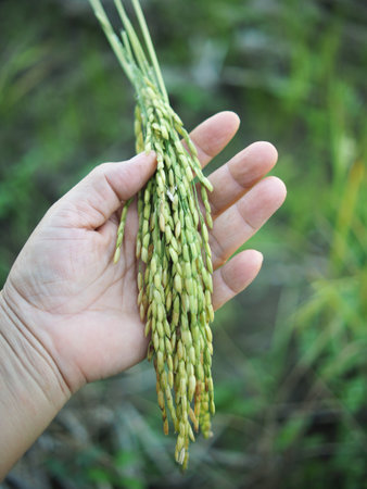 Rice seed in hand on rice field. Close up of rice seedの写真素材