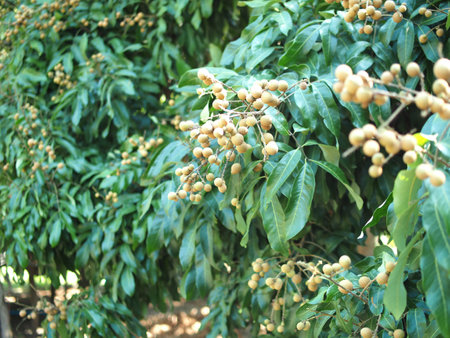 Longan fruit on tree in the orchard. Longan is a tropical fruit.の写真素材