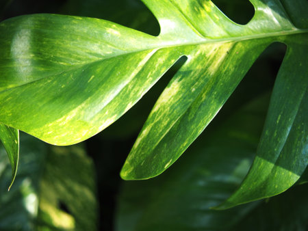 Green leaves of Monstera philodendron or Swiss cheese plantの写真素材
